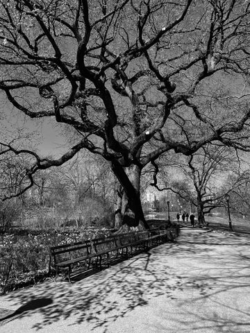 Central Park Elm Tree, 4/3/21