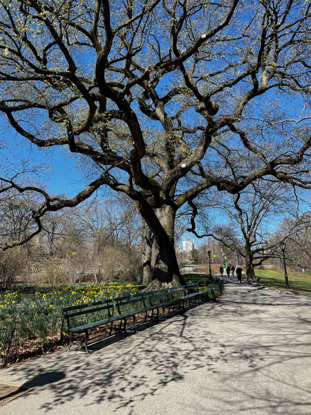 Central Park Elm Tree, 4/3/21